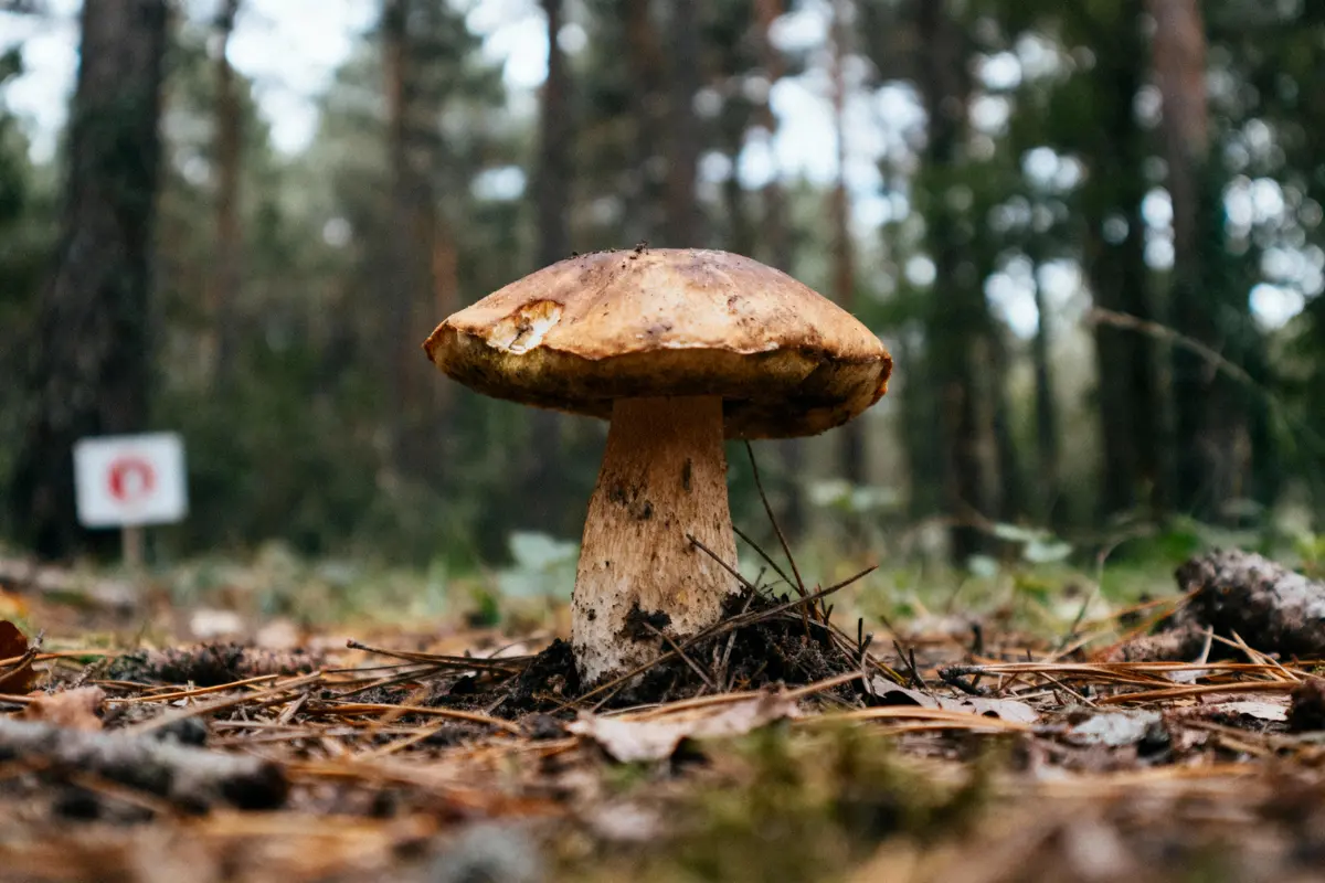 Gros plan d'un champignon sauvage au milieu d'une forêt, sur un sol recouvert d'aiguilles de pin.