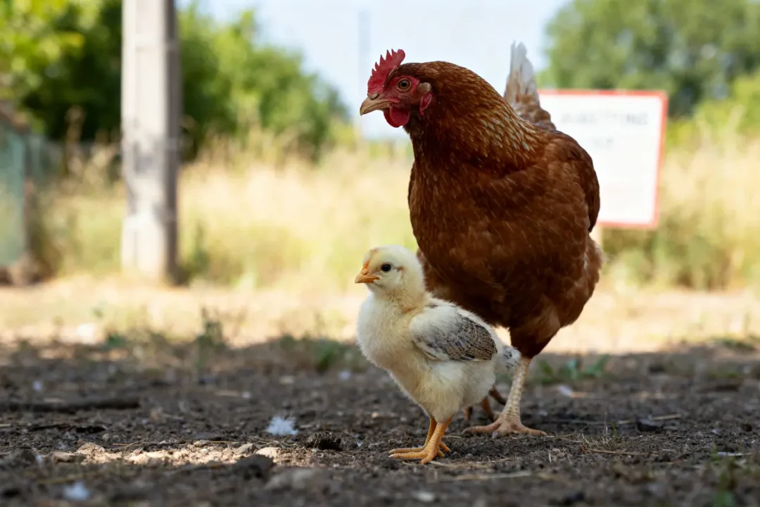 Poule adulte et poussin illustrant la différence entre poule et poulet en plein air