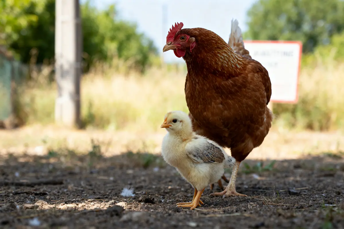 Poule adulte et poussin illustrant la différence entre poule et poulet en plein air