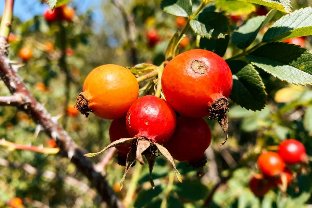 Cynorhodons rouges sur arbuste ensoleillé, fruit en E riche en vitamines et antioxydants