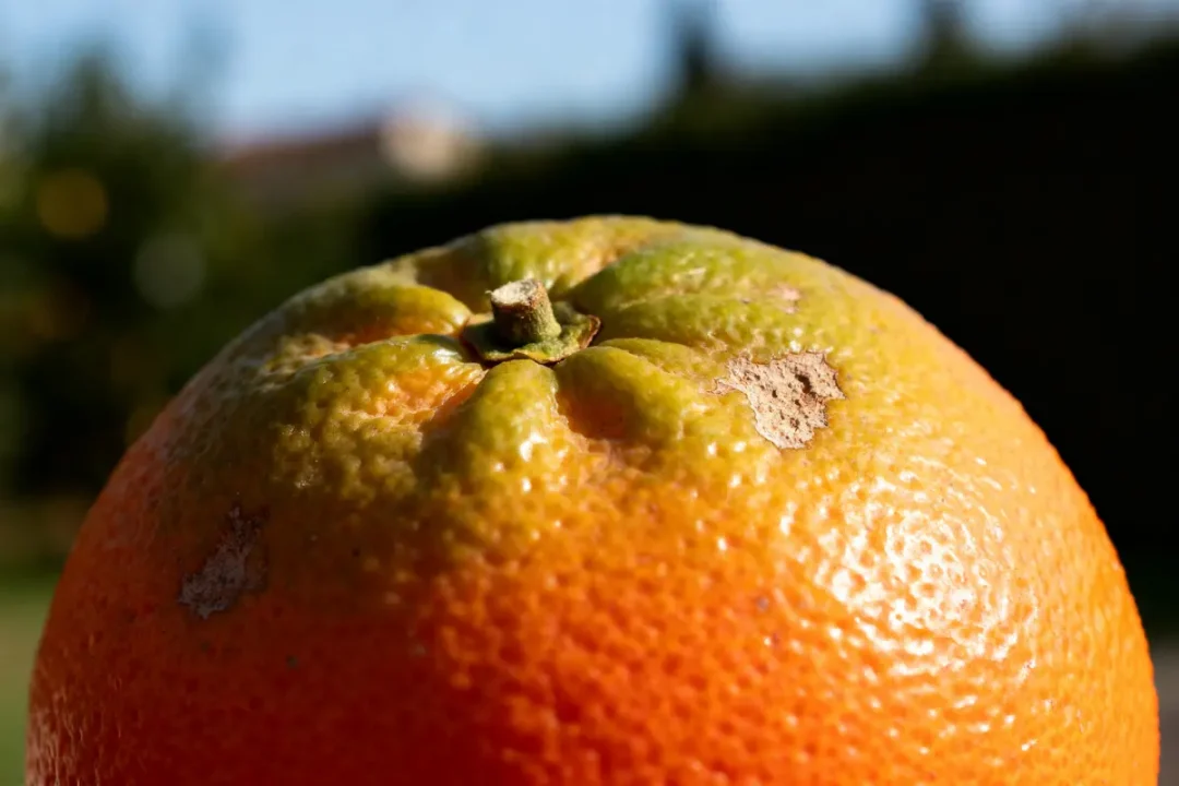 Gros plan d'une orange mûre montrant une peau abîmée, fruit en O populaire