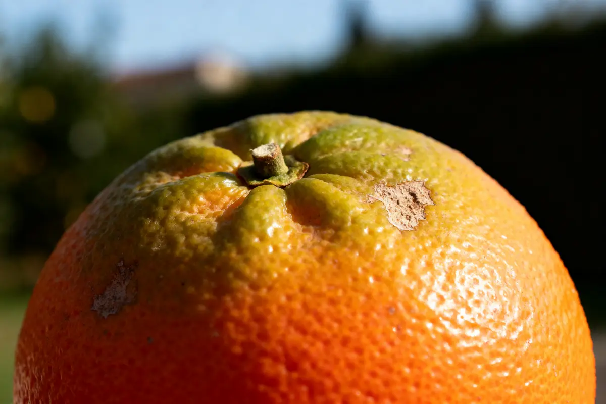 Gros plan d'une orange mûre montrant une peau abîmée, fruit en O populaire